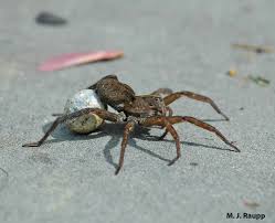 Attēlu rezultāti vaicājumam “Lycosidae”