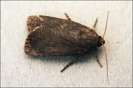 Attēlu rezultāti vaicājumam “Amphipyra livida”