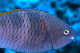 Image result for Scarus fuscopurpureus