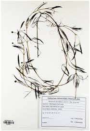 Attēlu rezultāti vaicājumam “Batrachium circinatum leaf”