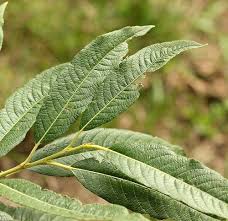 Attēlu rezultāti vaicājumam “Salix x doniana”