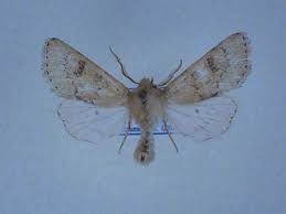 Attēlu rezultāti vaicājumam “Orthosia miniosa”