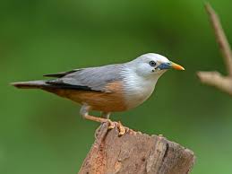 Attēlu rezultāti vaicājumam “Cribraria languescens stalked”