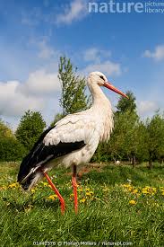 Attēlu rezultāti vaicājumam “Ciconia ciconia adult”
