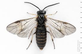 Attēlu rezultāti vaicājumam “Pristiphora maesta”