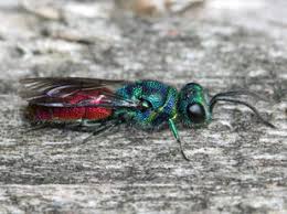 Attēlu rezultāti vaicājumam “Chrysididae”