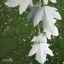 Attēlu rezultāti vaicājumam “Populus alba Nivea”