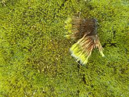 Attēlu rezultāti vaicājumam “Campylopus introflexus”