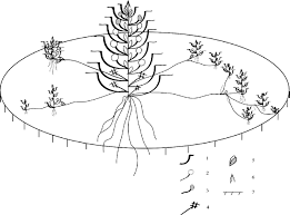 Attēlu rezultāti vaicājumam “Limosella aquatica”