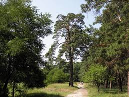 Attēlu rezultāti vaicājumam “Pinus sylvestris var. turfosa”