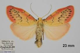 Attēlu rezultāti vaicājumam “Miltochrista miniata”