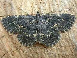 Attēlu rezultāti vaicājumam “Parascotia fuliginaria”