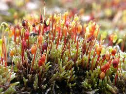 Attēlu rezultāti vaicājumam “Bryoerythrophyllum recurvirostrum sporophyte”