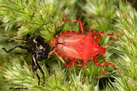 Attēlu rezultāti vaicājumam “Picromerus bidens”