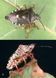 Attēlu rezultāti vaicājumam “Pinthaeus sanguinipes”