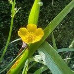 Attēlu rezultāti vaicājumam “Ranunculus lingua leaf”