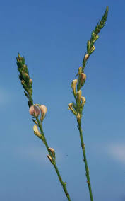 Attēlu rezultāti vaicājumam “Onobrychis arenaria bud”