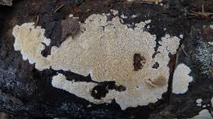 Attēlu rezultāti vaicājumam “Ceriporiopsis aneirina”