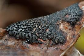 Attēlu rezultāti vaicājumam “Rhytisma acerinum”