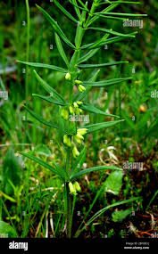 Attēlu rezultāti vaicājumam “Polygonatum verticillatum leaf”