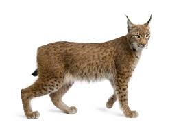 Attēlu rezultāti vaicājumam “Lynx lynx”