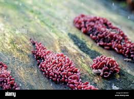 Attēlu rezultāti vaicājumam “Ascotremella faginea”