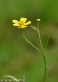 Attēlu rezultāti vaicājumam “Ranunculus flammula bud”
