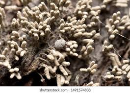 Attēlu rezultāti vaicājumam “Physarum leucopus spores”