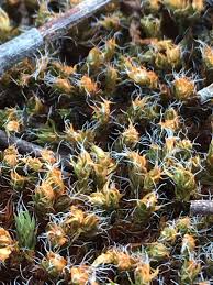 Attēlu rezultāti vaicājumam “Warnstorfia exannulata”