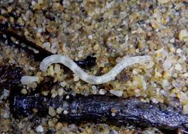 Attēlu rezultāti vaicājumam “Therevidae larva”