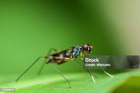 Attēlu rezultāti vaicājumam “Micropezidae”