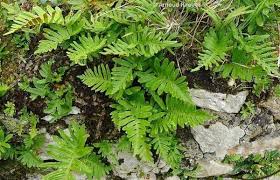 Attēlu rezultāti vaicājumam “Polypodium vulgare”