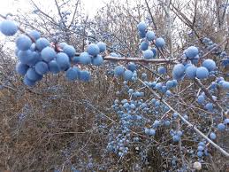 Attēlu rezultāti vaicājumam “Prunus spinosa”