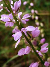 Attēlu rezultāti vaicājumam “Polygalaceae”