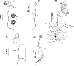 Attēlu rezultāti vaicājumam “Mercurialis perennis fruit”