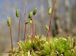 Attēlu rezultāti vaicājumam “Pohlia nutans”