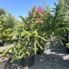 Attēlu rezultāti vaicājumam “Larix kaempferi”