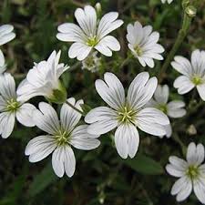 Image result for cerastium tomentosum