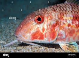 Image result for Mullus surmuletus