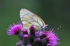 Attēlu rezultāti vaicājumam “Aporia crataegi female”