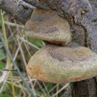 Attēlu rezultāti vaicājumam “Phellinus laevigatus”