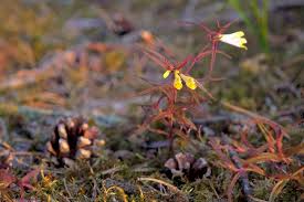 Attēlu rezultāti vaicājumam “Melampyrum pratense flower”
