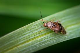 Attēlu rezultāti vaicājumam “Lygus pratensis nymph”