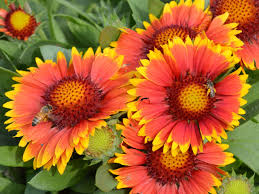 Image result for Gaillardia