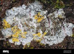 Attēlu rezultāti vaicājumam “Lecanora allophana”