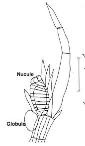 Attēlu rezultāti vaicājumam “Chara intermedia female”