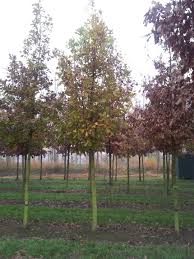 Attēlu rezultāti vaicājumam “Diderma cinereum sessile”