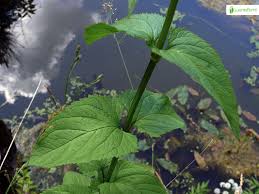 Attēlu rezultāti vaicājumam “Scrophularia nodosa leaf”
