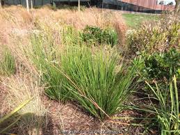 Attēlu rezultāti vaicājumam “Juncus effusus fruit”