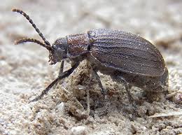 Attēlu rezultāti vaicājumam “Galeruca tanaceti”